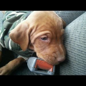 Meet your Posher, Carly